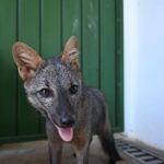 Centro de Triagem de Três Lagoas se torna referência no atendimento de animais silvestres da região