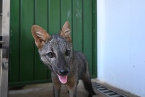 Centro de Triagem de Três Lagoas se torna referência no atendimento de animais silvestres da região