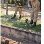 Jiboia é capturada em condomínio às margens do rio em Três Lagoas