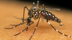Três Lagoas confirma 21 casos de dengue e 9 de chikungunya neste ano