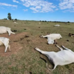 Frio intenso já provoca morte de 74 animais em Mato Grosso do Sul e Iagro alerta pecuaristas