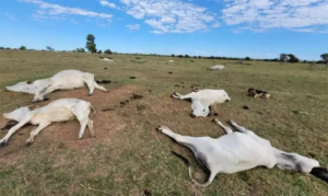 Frio intenso já provoca morte de 74 animais em Mato Grosso do Sul e Iagro alerta pecuaristas