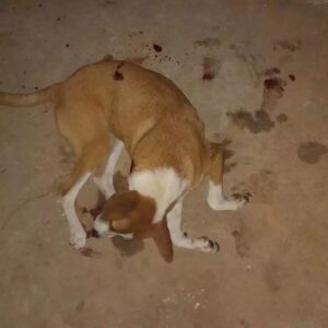 Crime ocorreu no Jardim Guaporé; animal era companheiro de uma menina de 8 anos e foi encontrado morto após disparos efetuados por ocupantes de uma motocicleta.
