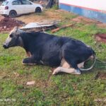 Vaca é resgatada por bombeiros após cair em fossa em chácara de Três Lagoas