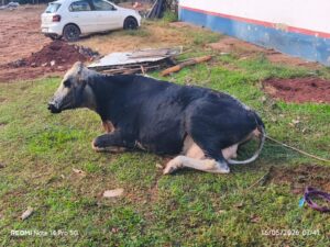 Vaca é resgatada por bombeiros após cair em fossa em chácara de Três Lagoas
