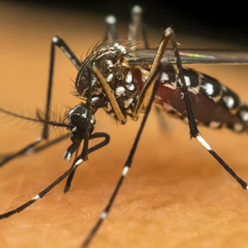 Três Lagoas confirma 21 casos de dengue e 9 de chikungunya neste ano