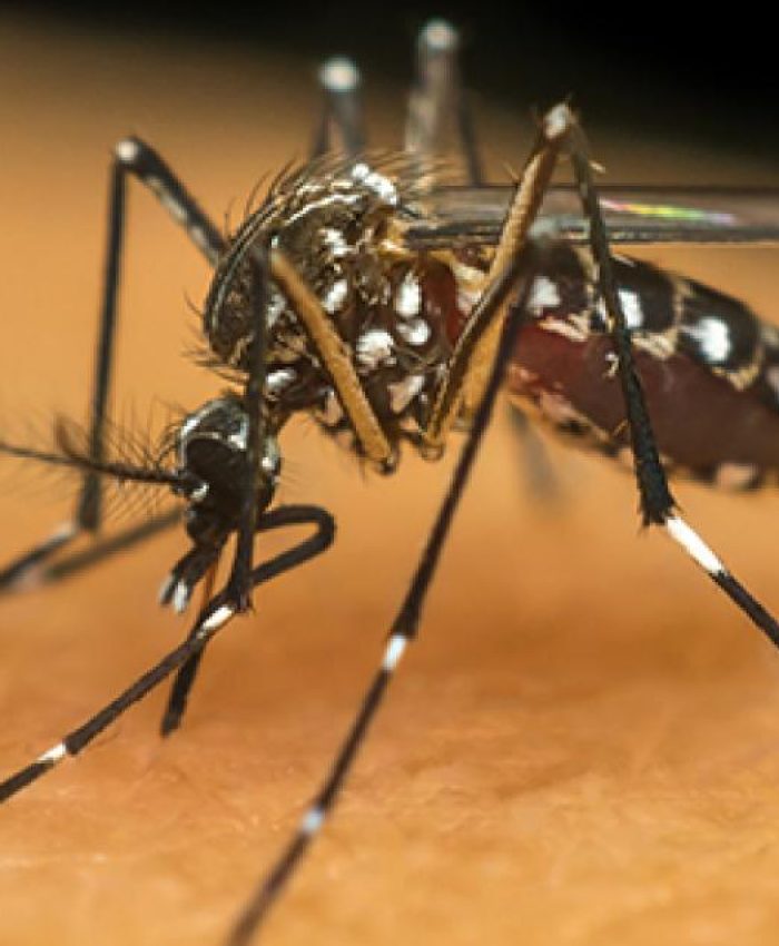 Três Lagoas confirma 21 casos de dengue e 9 de chikungunya neste ano