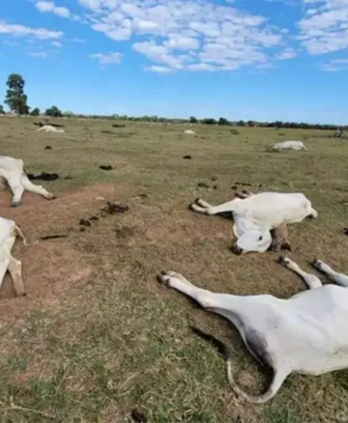 Frio intenso já provoca morte de 74 animais em Mato Grosso do Sul e Iagro alerta pecuaristas