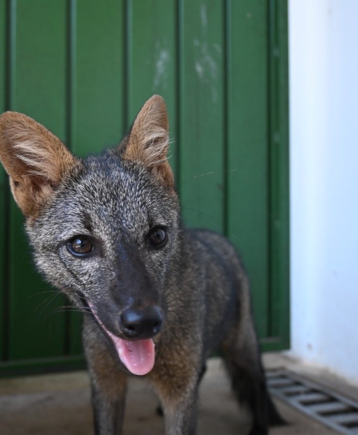 Centro de Triagem de Três Lagoas se torna referência no atendimento de animais silvestres da região