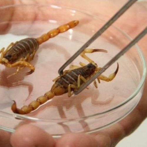 Escorpiões dentro de casa: como evitar acidentes e o que fazer em caso de picada