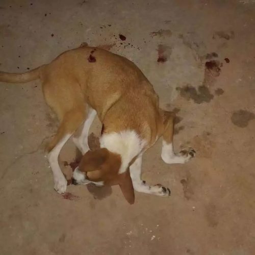 Crime ocorreu no Jardim Guaporé; animal era companheiro de uma menina de 8 anos e foi encontrado morto após disparos efetuados por ocupantes de uma motocicleta.