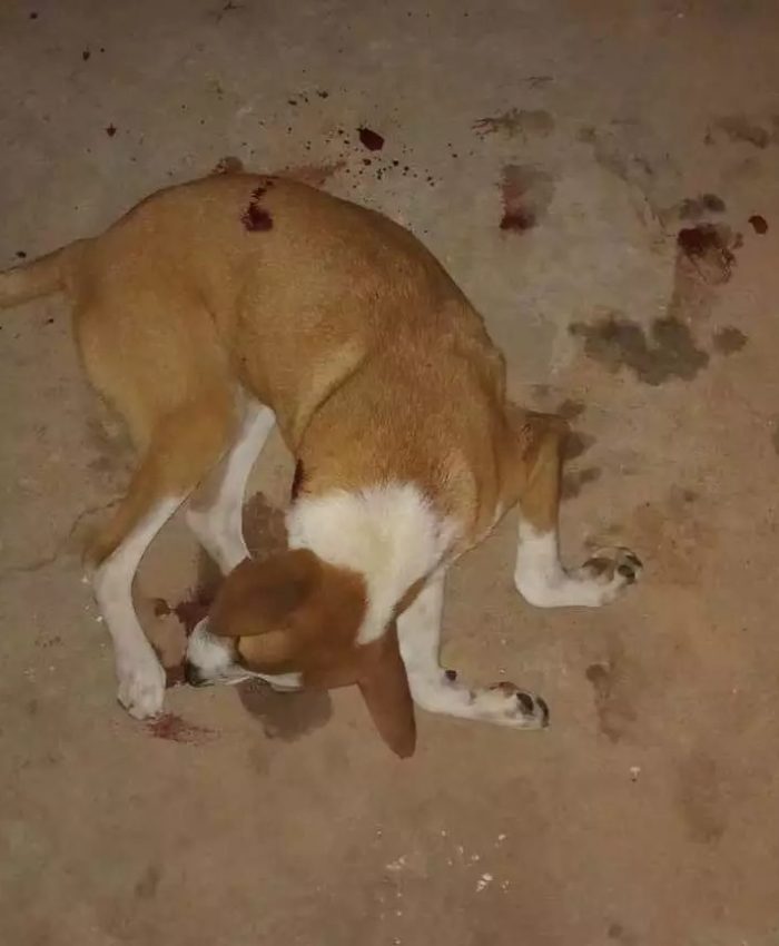 Crime ocorreu no Jardim Guaporé; animal era companheiro de uma menina de 8 anos e foi encontrado morto após disparos efetuados por ocupantes de uma motocicleta.