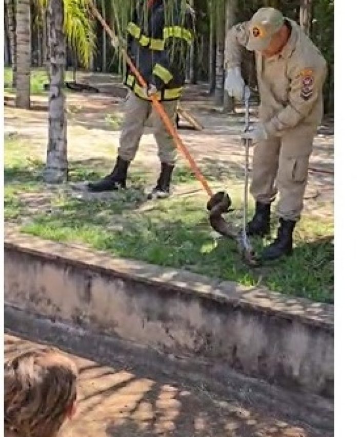 Jiboia é capturada em condomínio às margens do rio em Três Lagoas