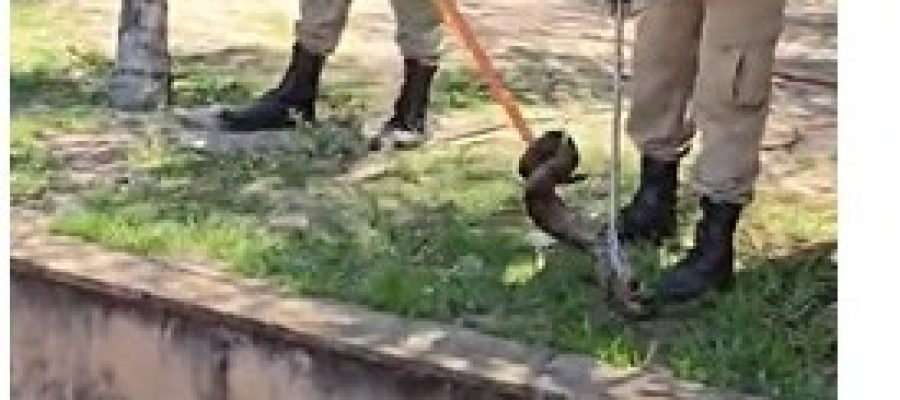 Jiboia é capturada em condomínio às margens do rio em Três Lagoas