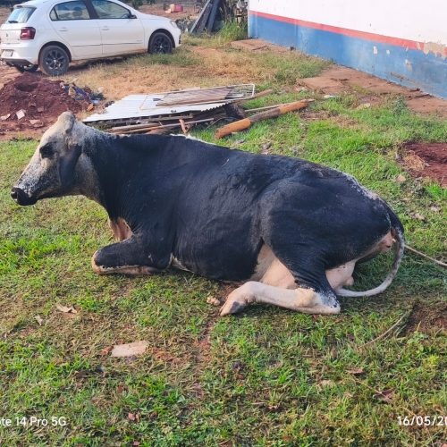 Vaca é resgatada por bombeiros após cair em fossa em chácara de Três Lagoas