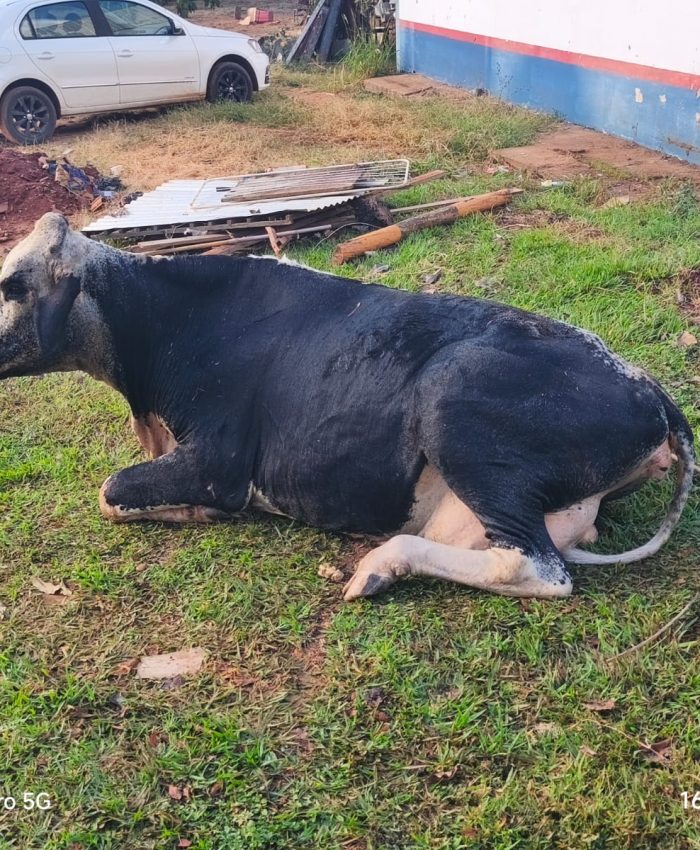 Vaca é resgatada por bombeiros após cair em fossa em chácara de Três Lagoas